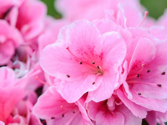 pexels-photomix-company-1002725