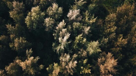 pexels-pok-rie-33563-17079334