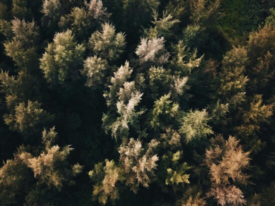 pexels-pok-rie-33563-17079334