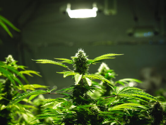 Indoor marijuana plant under grow light