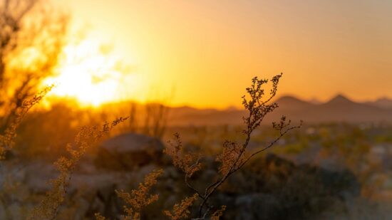 pexels-phantomant-1222561