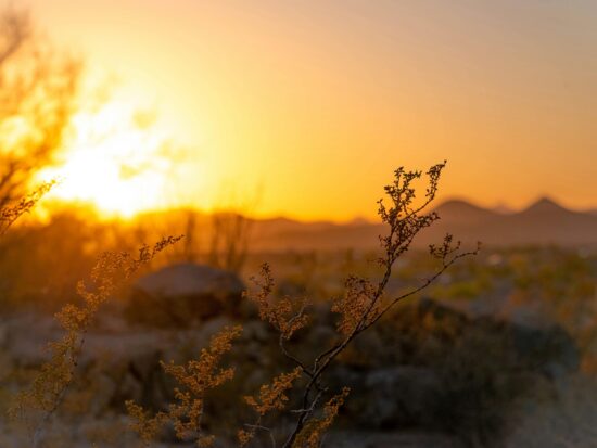 pexels-phantomant-1222561