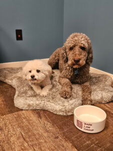 Baxter and Bear Working Hard at the Office!