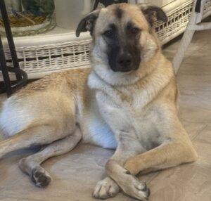 Link - Senior Attention Compliance Officer