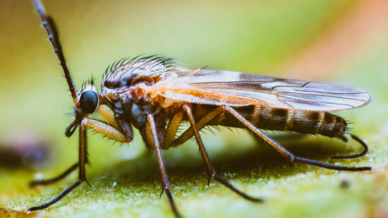 Midge