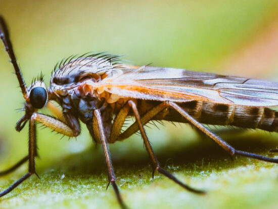 Midge